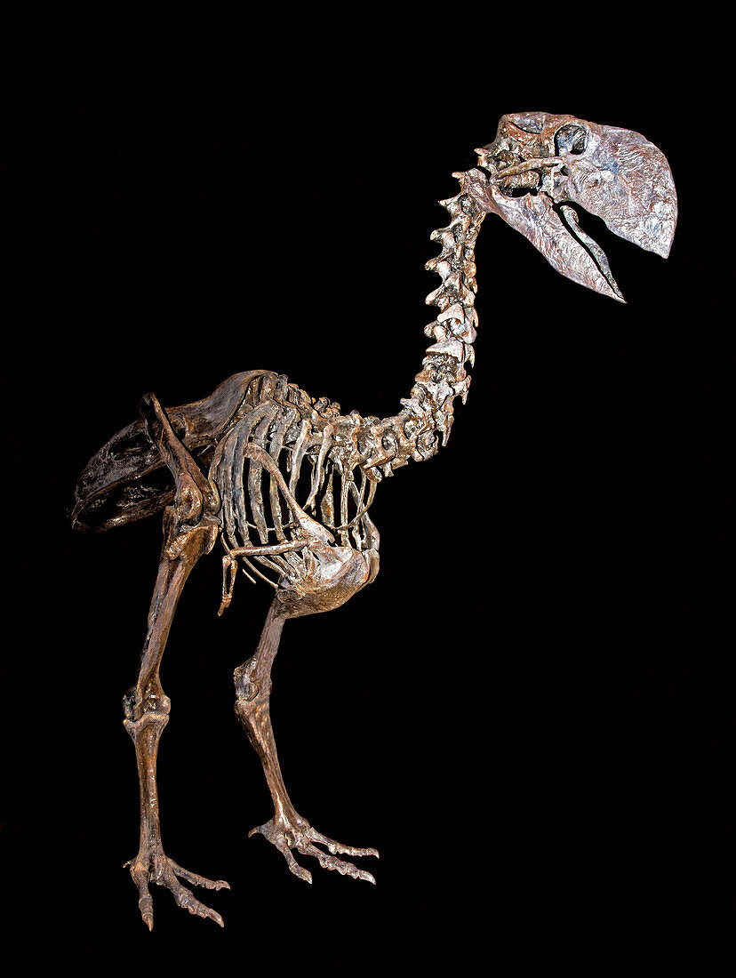 Diatryma terror bird