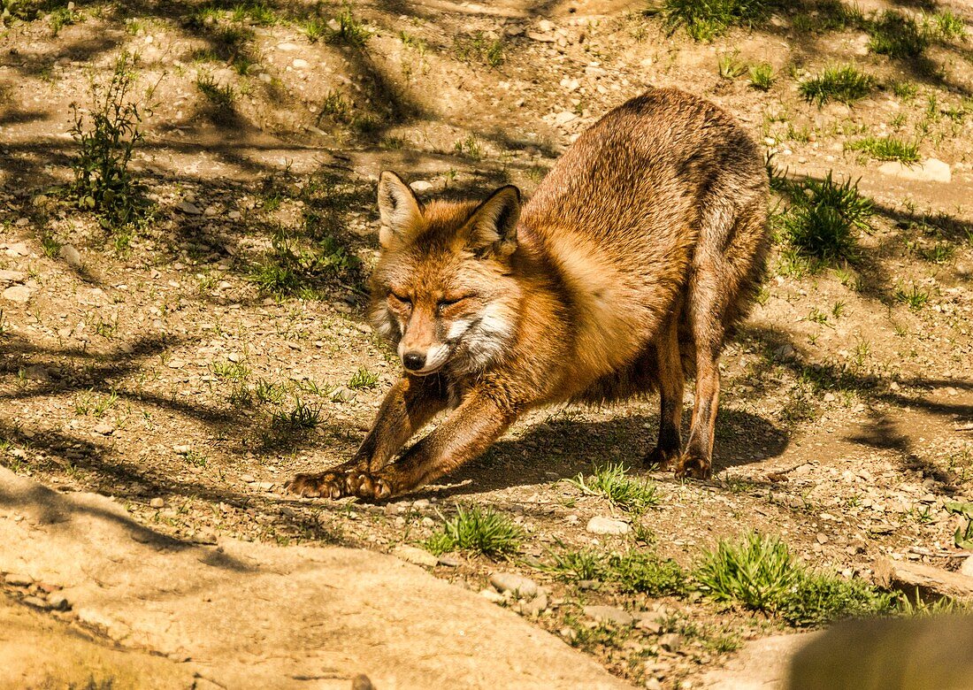 Adult red fox stretching