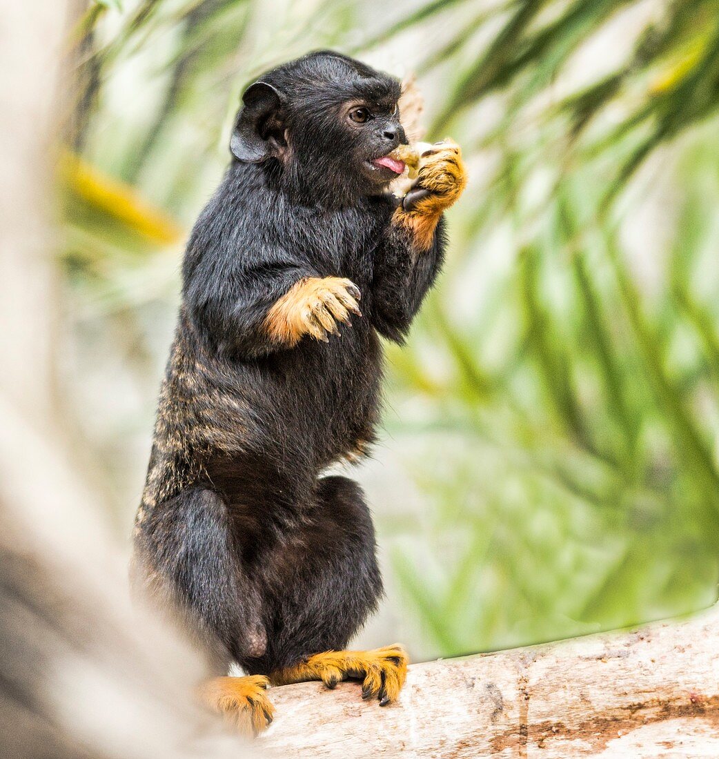 Red-handed tamarin eating fruit