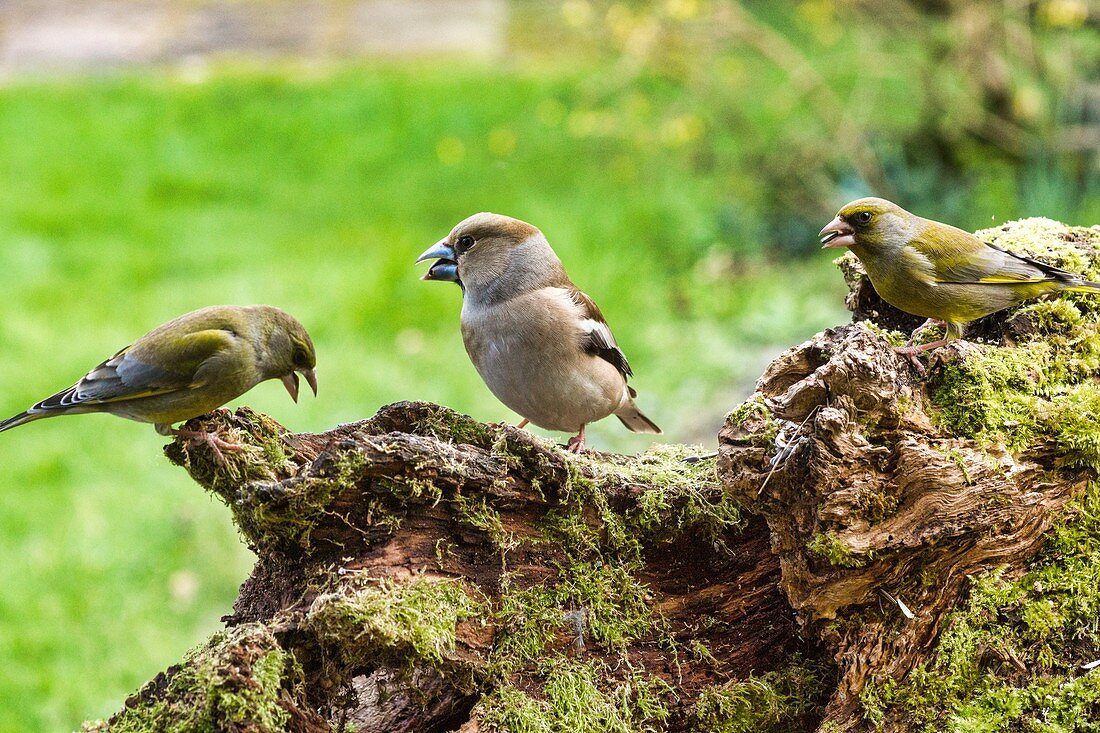 Hawfinch and greenfinches