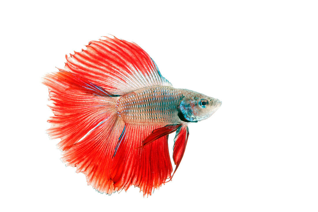 Red Betta Fish (Betta splendens) portrait