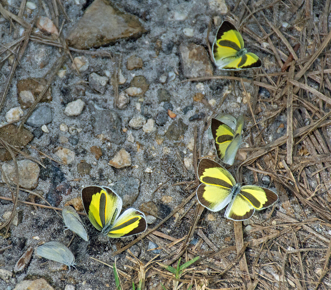 Barred Yellow Butterflies