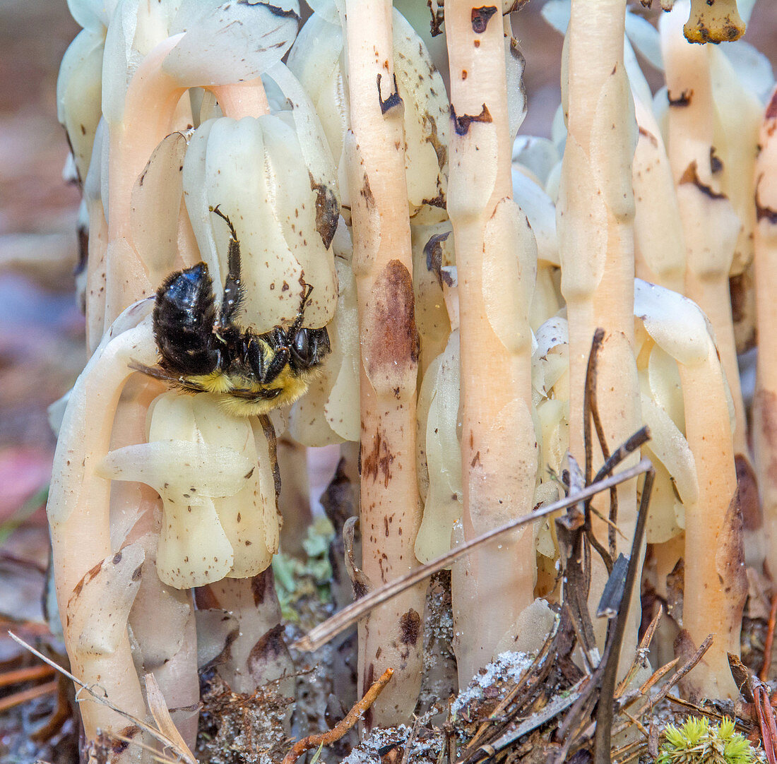 Indian Pipes and Bumblebee