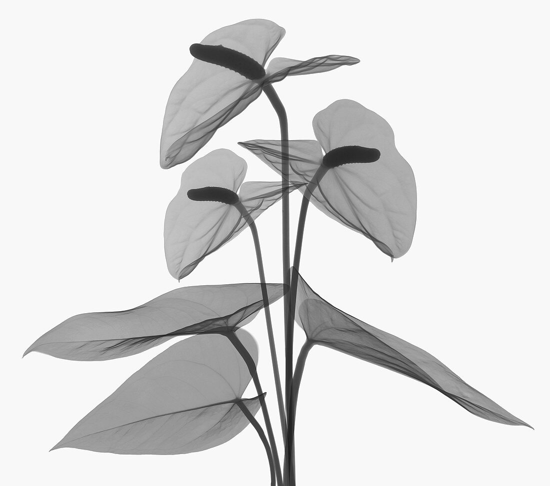 Anthurium Flower, X-ray