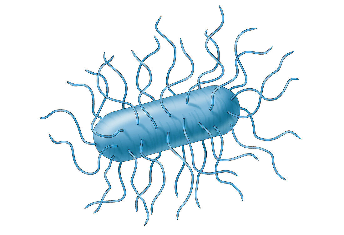 E. coli Bacteria, Illustration