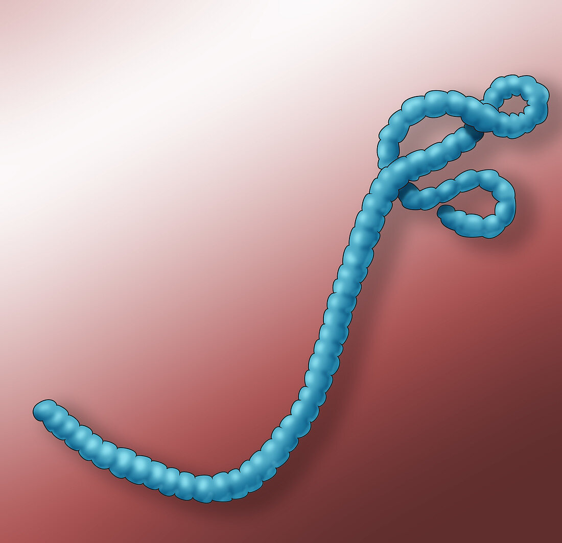 Ebola Virus, Illustration