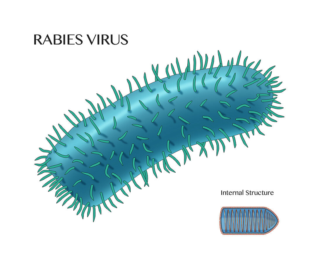 Rabies Virus, Illustration