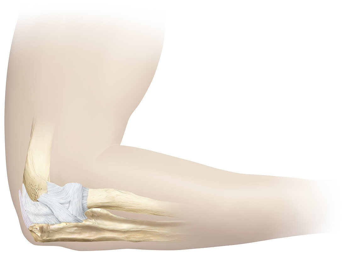 Hinge joint (elbow), illustration