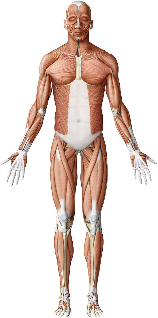 Main skeletal muscles, anterior view, illustration