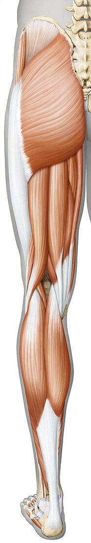 Muscles of the leg and foot, illustration