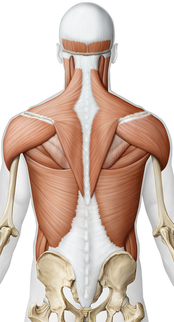 Muscle of the upper body, illustration