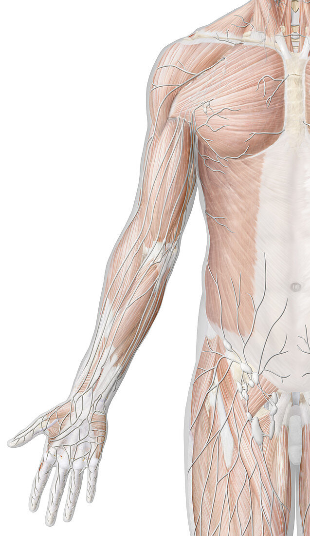 Principal lymph of arm, illustration