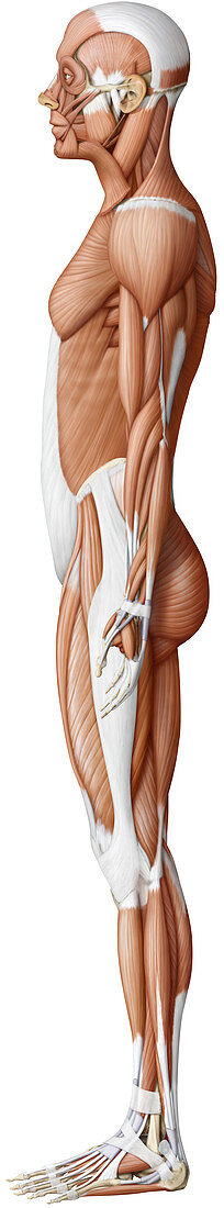 Main skeletal muscle, lateral view, illustration