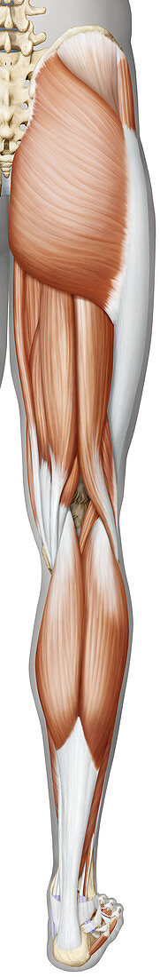 Muscle of the leg and foot, illustration