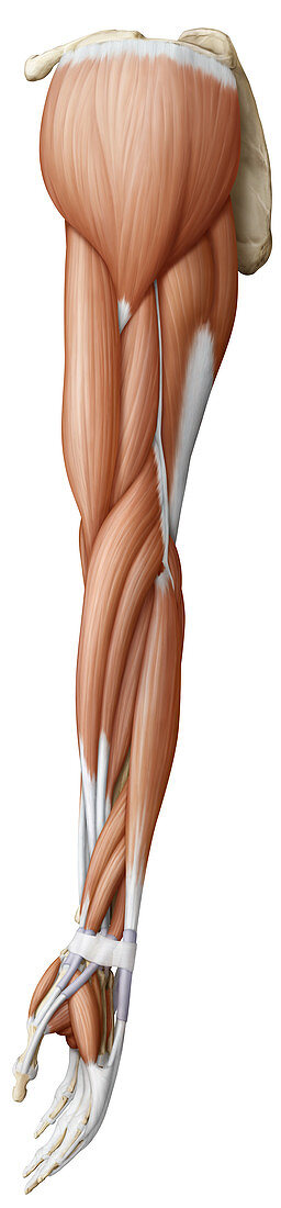 Muscle of arm and hand, lateral view, illustration