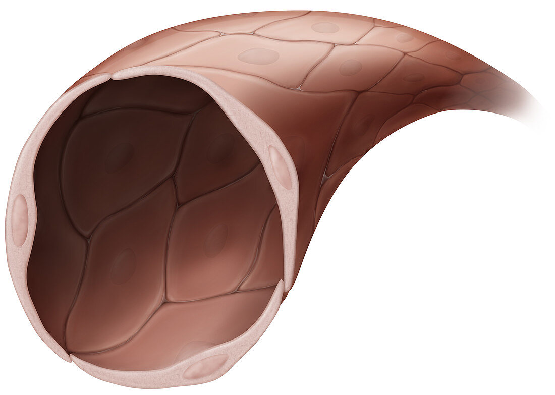 Elastic tissue, illustration