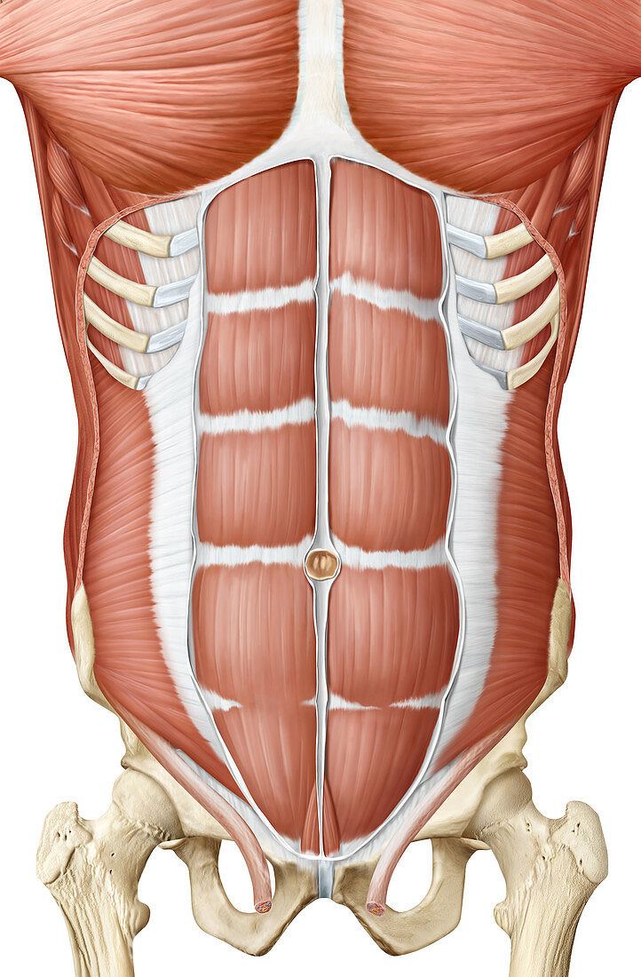 Trunk muscle, anterior view, illustration