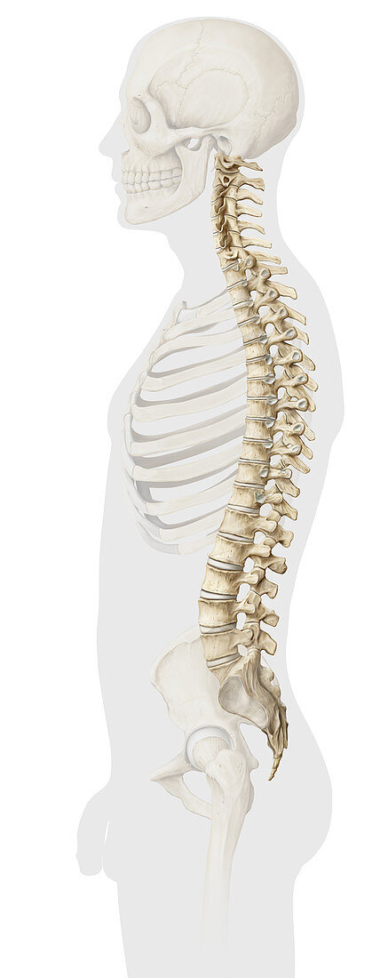 Male pelvis and spine, illustration