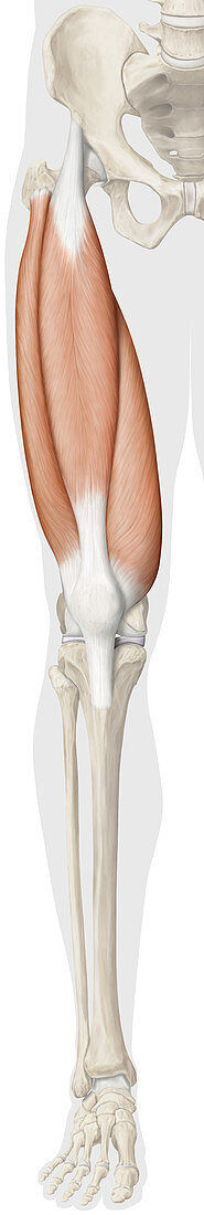 Quadriceps thigh muscle, illustration