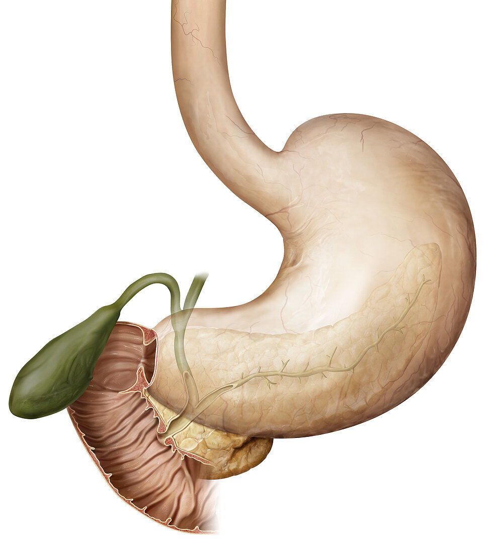 Cross section of duodenum, illustration