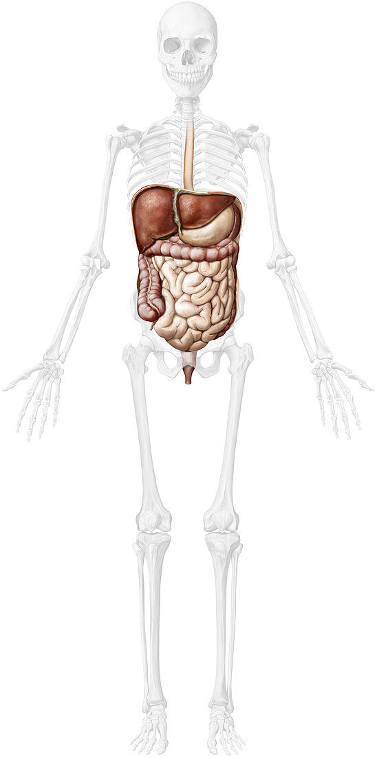 Organs of the digestive system, illustration