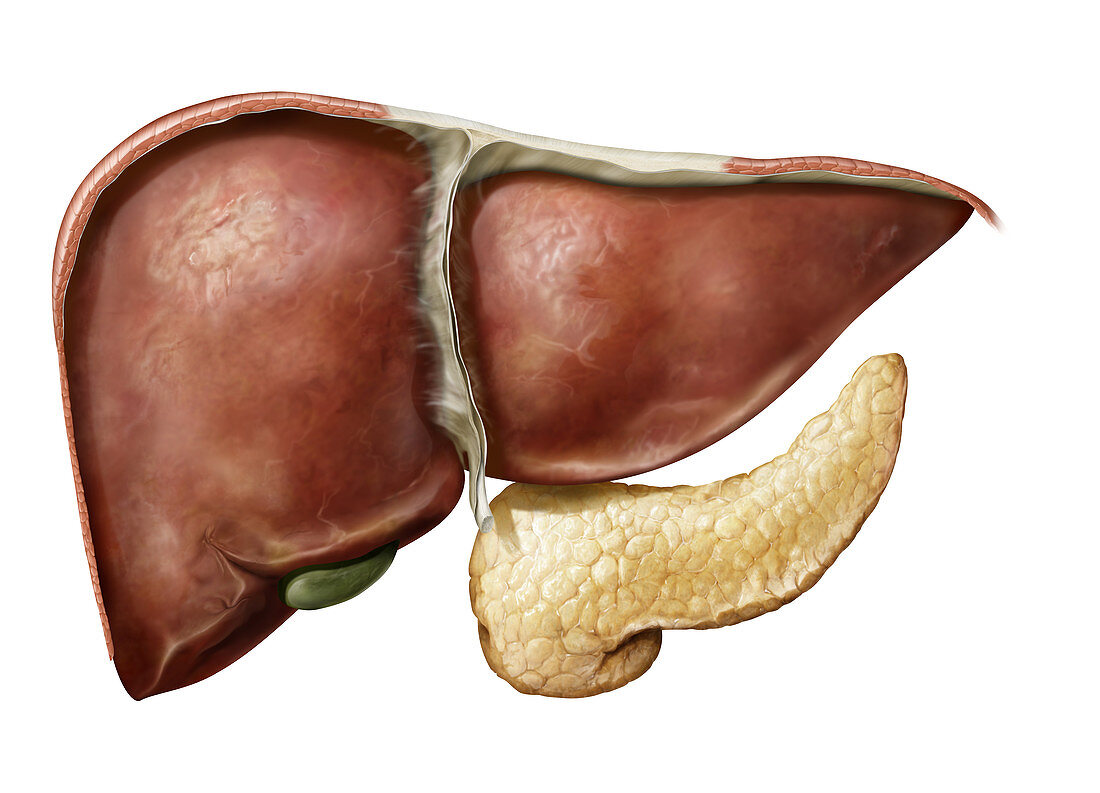 Liver, gallbladder and pancreas, illustration
