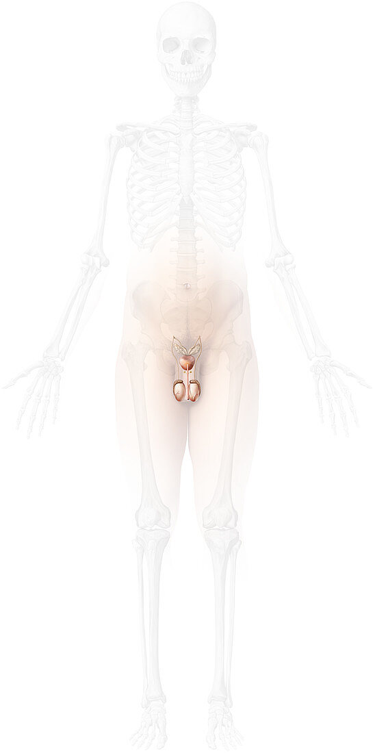 Male genital organs, illustration