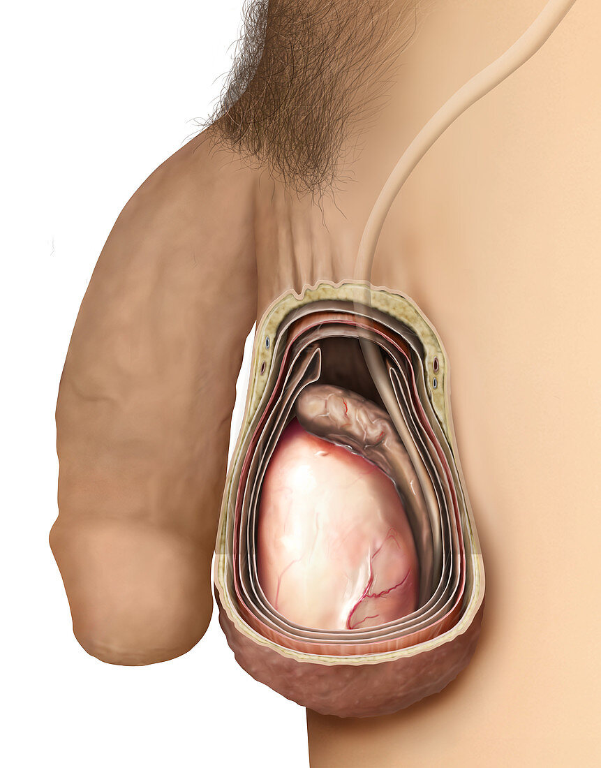 Cross section of a testicle, illustration