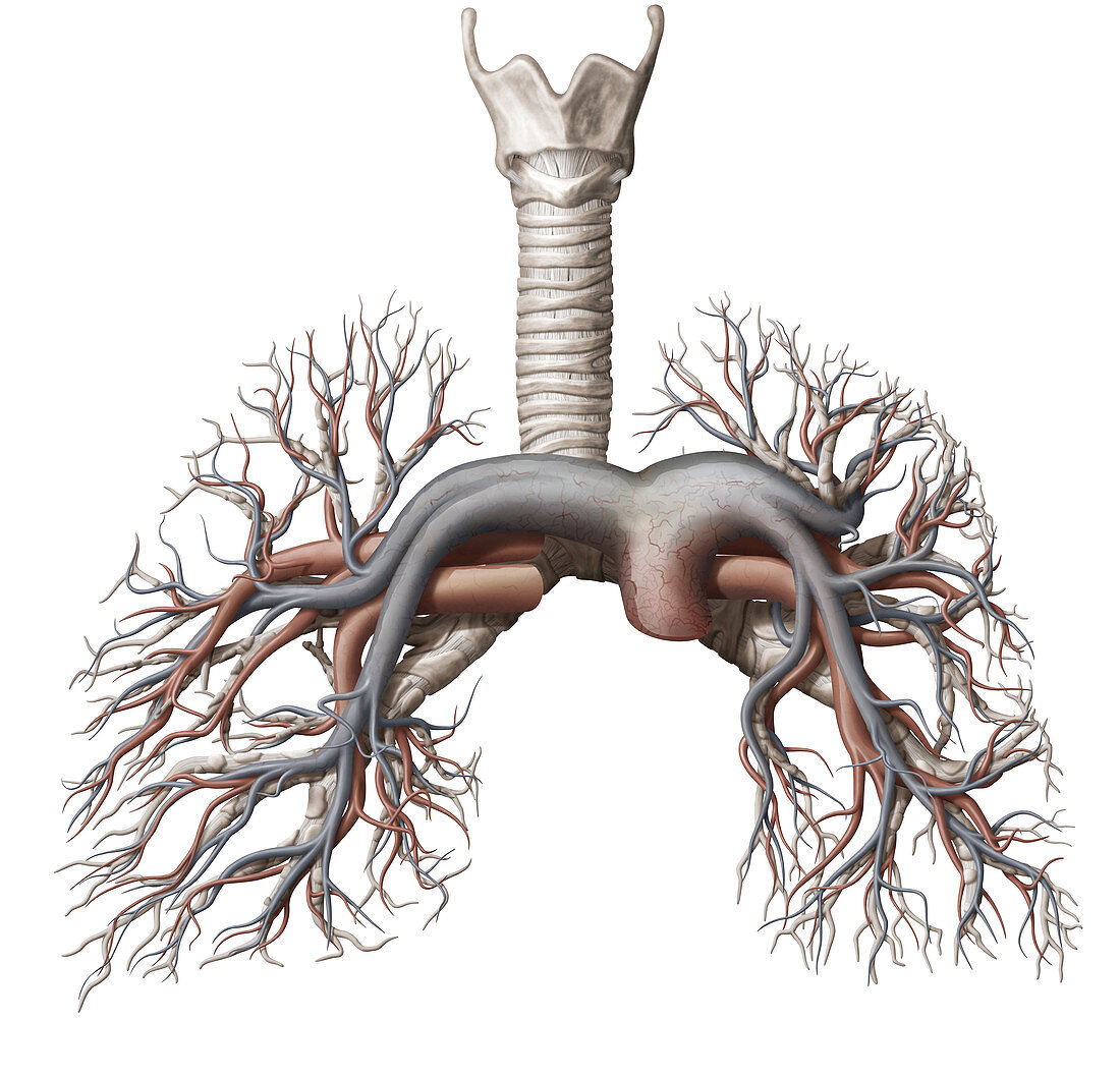 Pulmonary veins and arteries, illustration