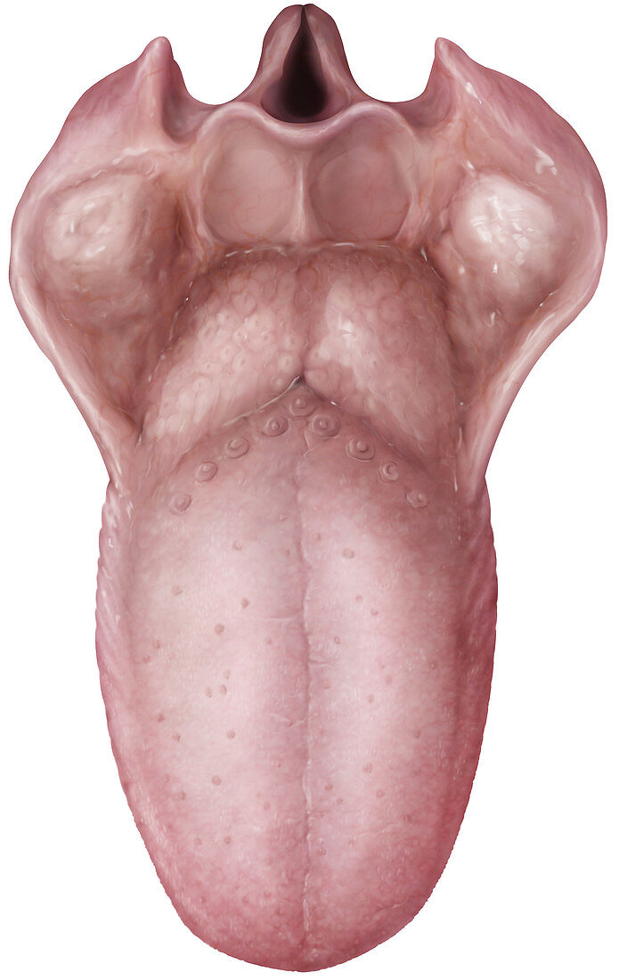 Superior view of the tongue, illustration