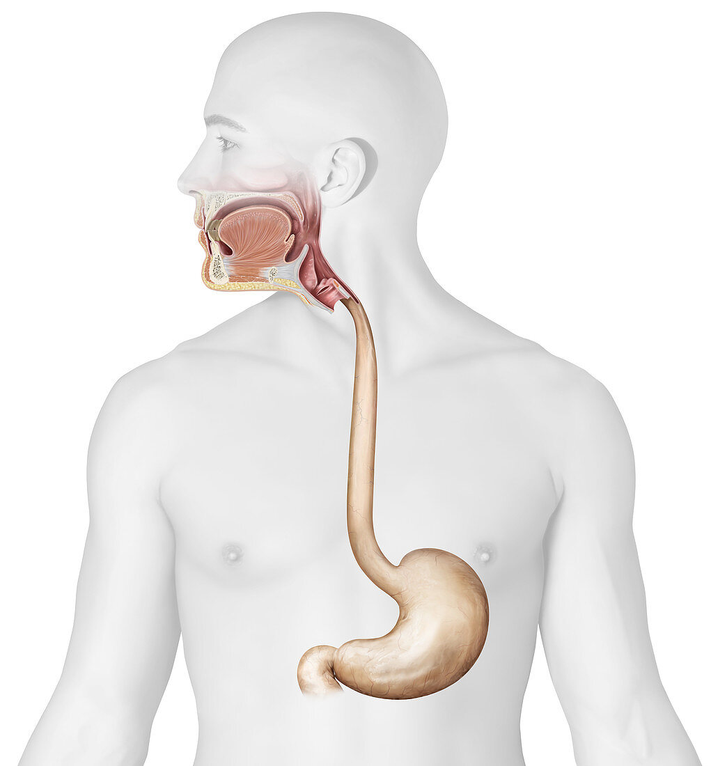 Stomach anterior view, illustration