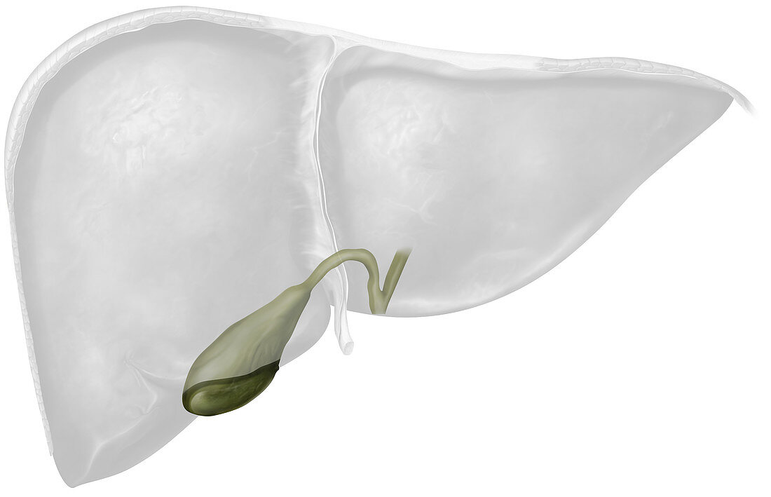Gallbladder anterior view, illustration