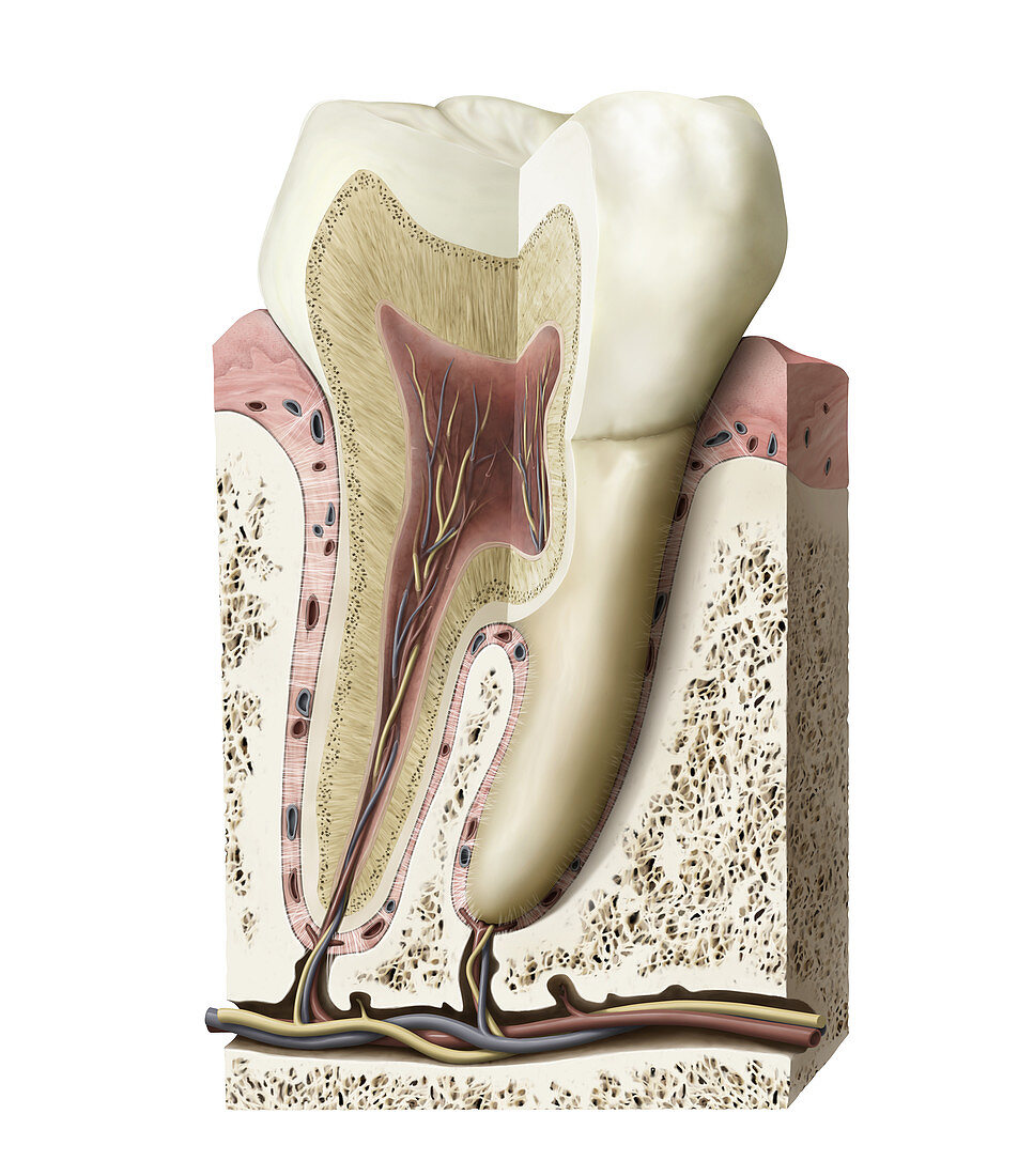 Section of a molar, illustration