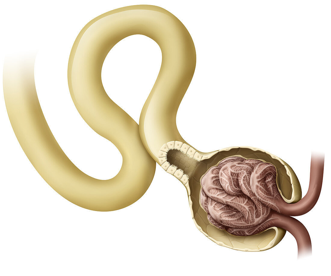 Glomerulus, illustration
