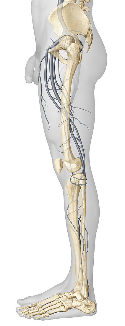 Veins of the leg, lateral view, illustration