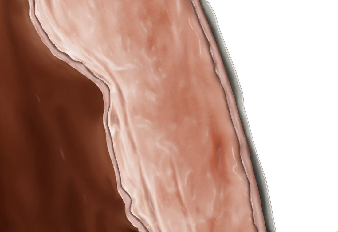 Myocardium, illustration