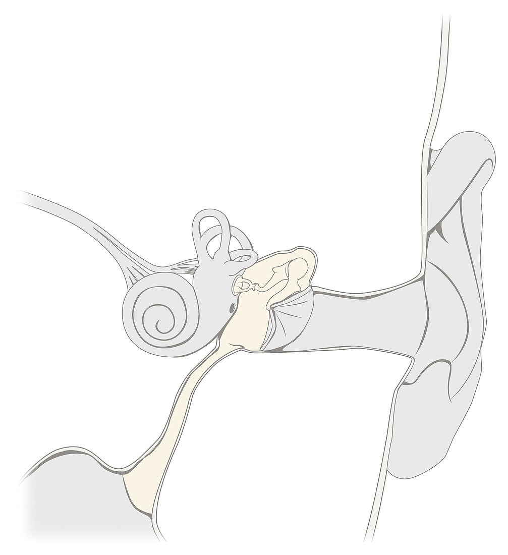 Middle ear, illustration