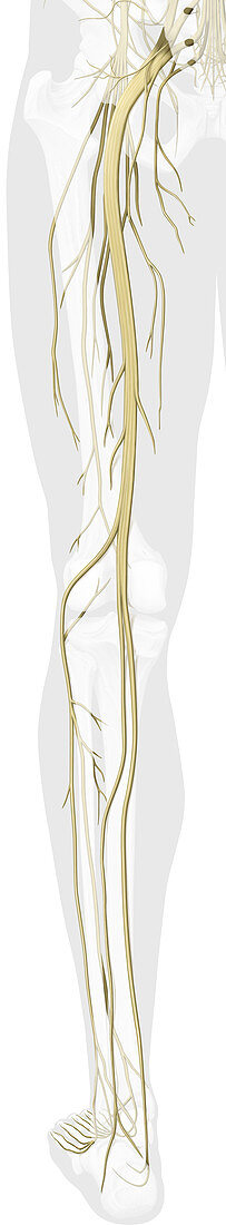 Main nerves of the leg, posterior view, illustration