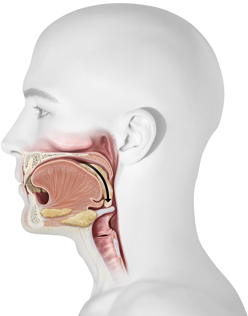 Upper organs of the digestive system, illustration