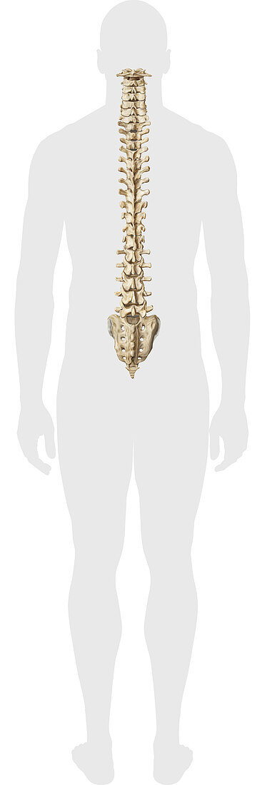 Spine, illustration