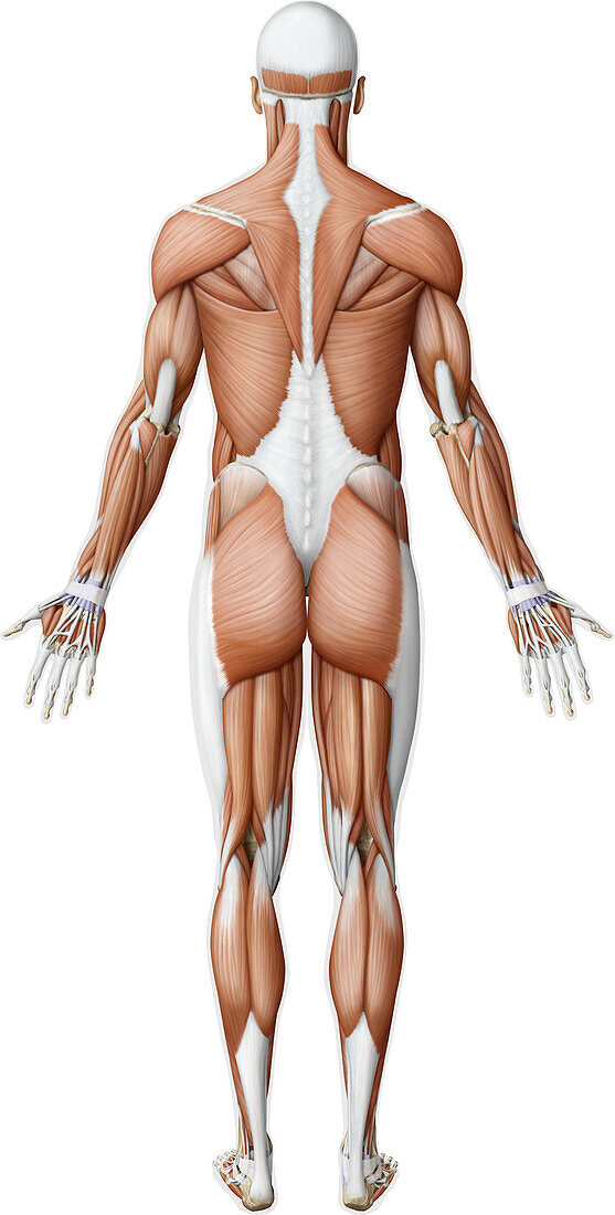 Main muscles of the body, illustration