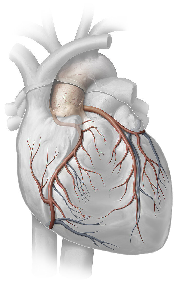 Heart, illustration