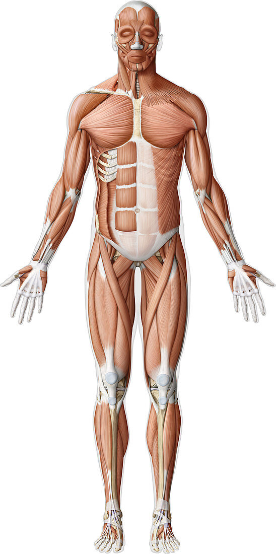 Main muscles of the body, illustration