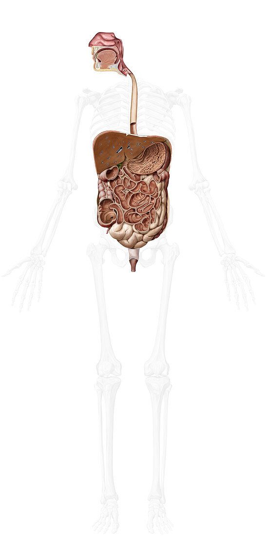 Digestive system, coronal view, illustration