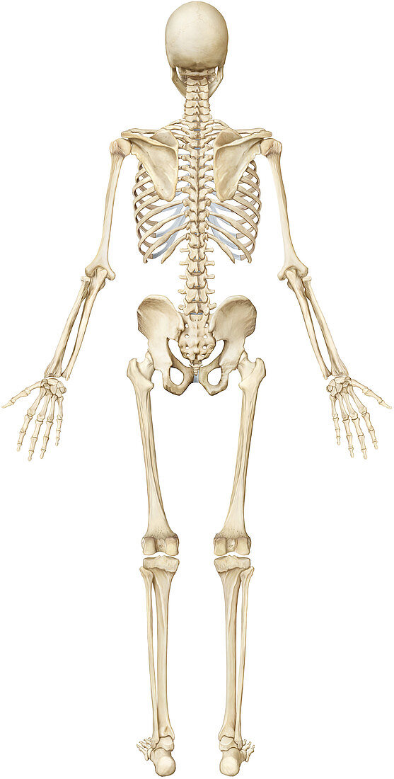 Human skeleton, illustration