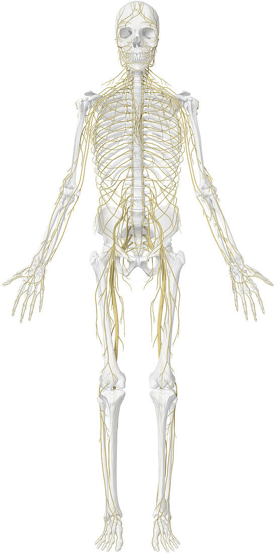 Main nerves, anterior view, illustration
