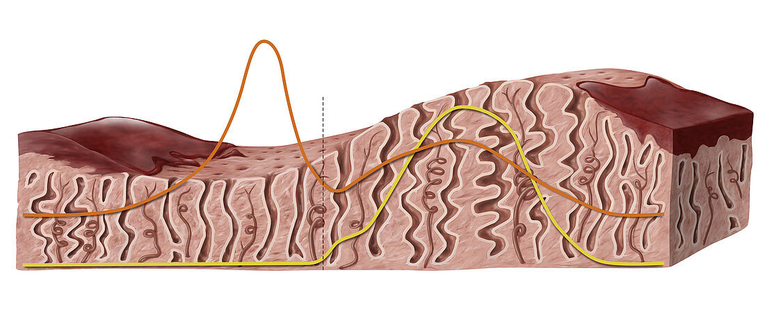 Menstrual cycle phase, illustration