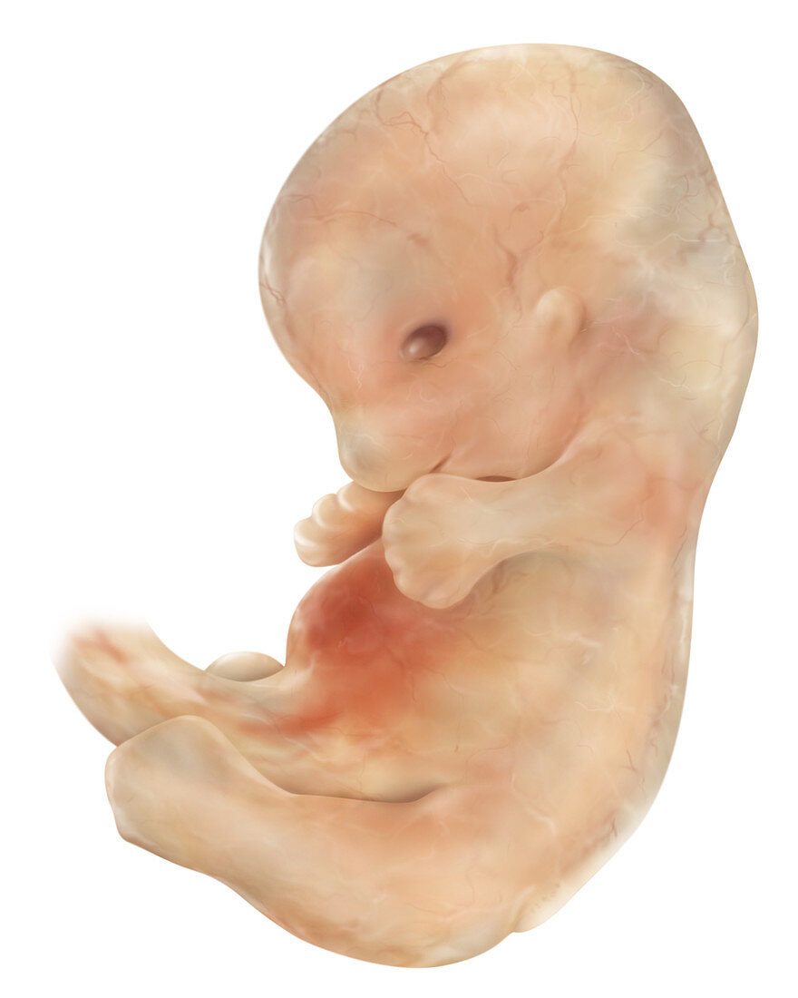 Six-week embryo, illustration