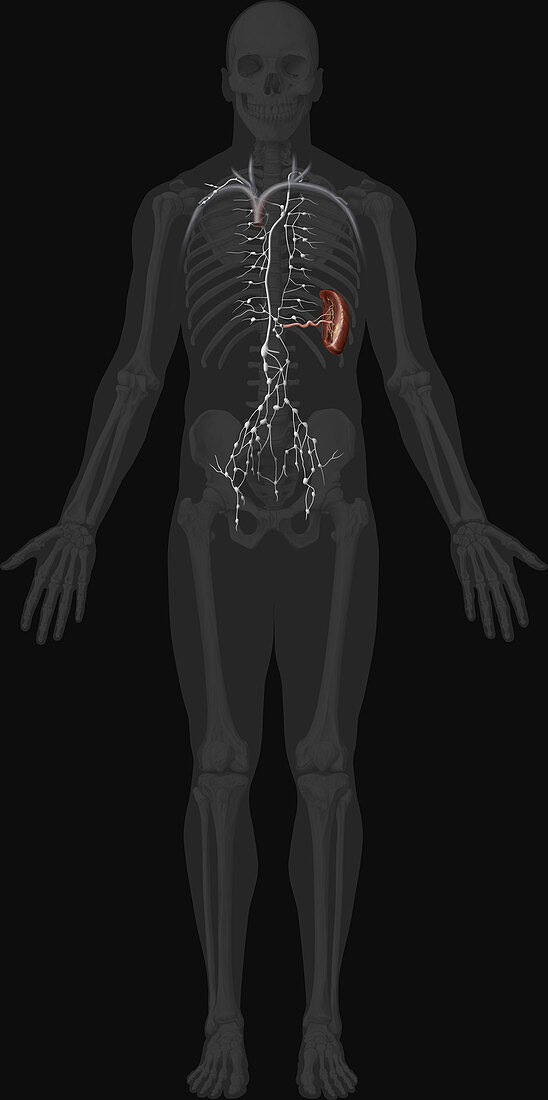 Lymphatic System, illustration