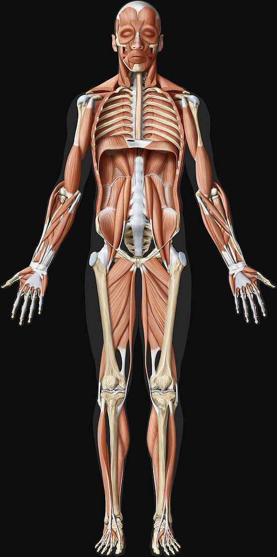 Main Deep Muscle Anterior View, illustration